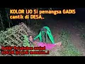 Download Lagu Kolor Ijo S3TUBUH1 Gadis Cantik di Desa, berubah jadi manusia..!