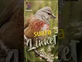 Masteran Burung Linnet Rapat Tajam jernih