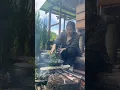 Download Lagu Cewek Dayak review masak sayuran dan panggang ikan baung di pondok sawah hutan Kalimantan