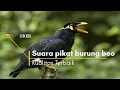 Download Lagu Suara Kicau burung Beo Mp3