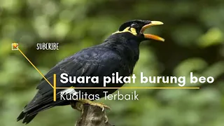 Download Suara Kicau burung Beo Mp3 MP3