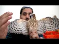 Download Lagu Why these HAWKS are HUNTED in INDIA?!