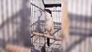 masteran burung gereja sadis