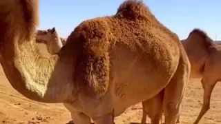 المرحومة ديمي والنعمة أحسي المختار تخليتك موحال 