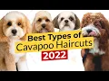 Best Types of Cavapoo Haircuts Summer Cut Teddy Bear Puppy Lamb Shih Tzu 2022