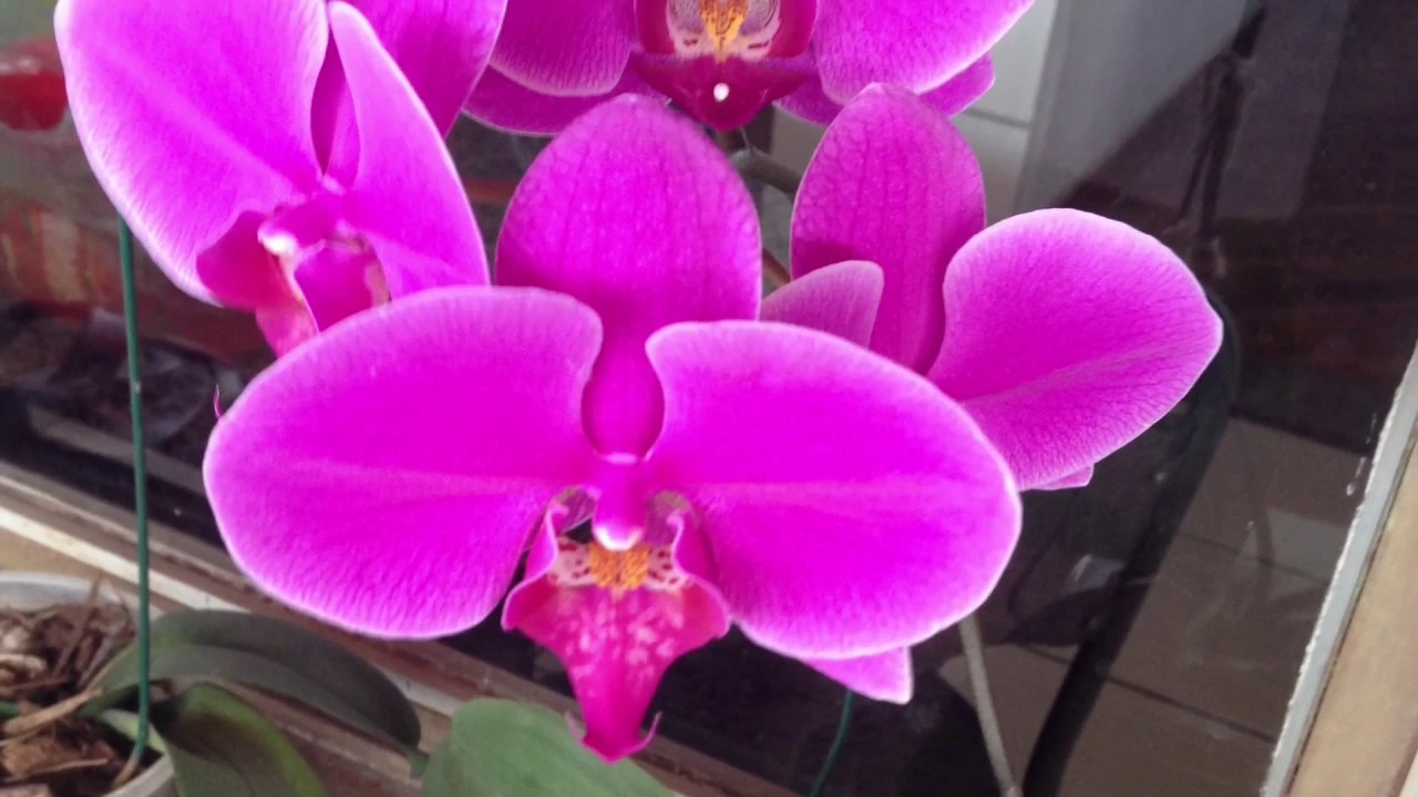 COMO ADUBAR SUAS ORQUÍDEAS COM TORTA DE MAMONA E FARINHA DE OSSOS
