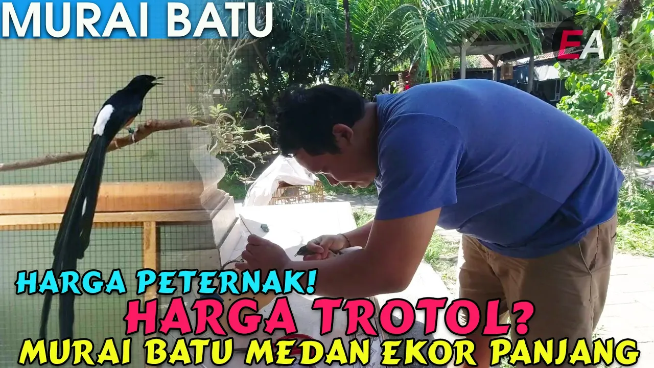 
          
          
          
            
            BERAPA HARGA ANAKAN MURAI TROTOL EKOR PANJANG? BERBURU ANAKAN MURAI TROTOL EKOR PANJANG!
          
        . 