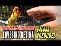 Download Lagu Cara Mengeluarkan Dobelan Lovebird Betina \
