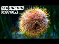 Sea Urchin Facts a Marine VACUUM Cleaner Animal Fact Files