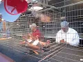 Raul Uptop DelGado Sr. judging Red Danishes Rhinebeck pigeon Show