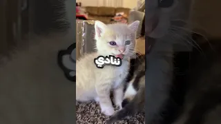 كيف بتنادي القطط  كيف بتنادي القطط