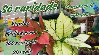 TEVE PLANTAS RARAS NO MERCADO CARREFOUR COM PREÇO DE CAIR O QUEIXO