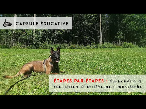 Exercices pour chien,Sonnette de porte sans fil Chien de compagnie