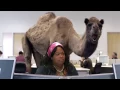 Geico Hump Day Bible Study Commercial