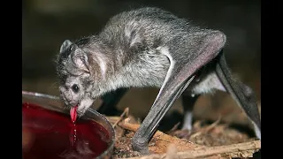 United by Blood The Fascinating Dynamics of Vampire Bat Colonies