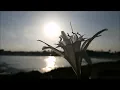 Reflections - Intuitive singing with Monolina | Carmit Livne