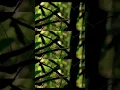 Download Lagu Sikatan Kepala-abu (Culicicapa ceylonensis) #aves #burungliar #salamlestari