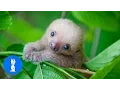 Download Lagu Baby Sloths Being Sloths - FUNNIEST Compilation