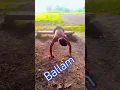 Download Lagu balamuwa💘ke #ballam. bhojpuri #song