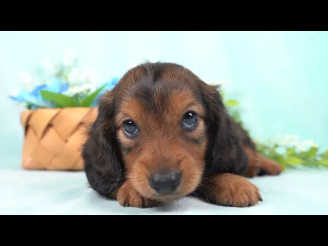 動画