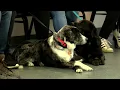 Fort Wayne non-profit hosts free vaccine clinic for cats and dogs
