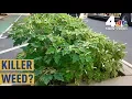 Killer Hallucinogenic Weed Found Blooming in NYC Intersection NBC New York