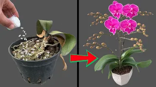 This orchid hadn't grown for 6 months until I did this.