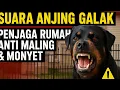 Lagu Suara Anjing Galak Penjaga Rumah 🐕🔥 Anti Maling \u0026 Usir Monyet