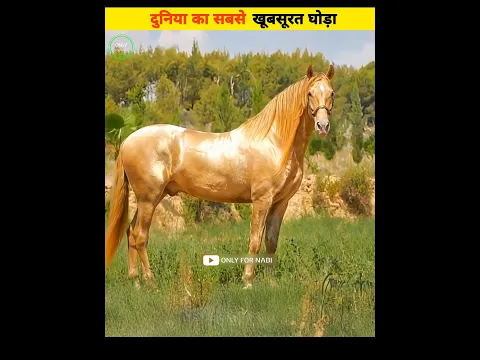 The Most Beautiful 1 Horse 😱 #shorts #viral #islam #onlyfornabi