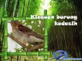 Download Lagu Kicau Masteran Burung Kedasih Ngoceh Kalem