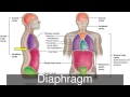 Major Body Cavities