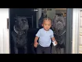 Three 130lb Cane Corsos Took Over This Baby s Life Then the Camera Caught What They Do at 3AM