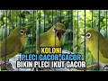 Download Lagu Koloni Pleci Buka Paruh Pancingan Ampuh Bikin Pleci Gacor #kolonipleci