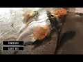 Giants' Nest - Flower Burst
