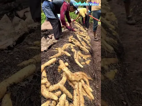 Slope Harvesting of Plateau Chinese Yam in Western China