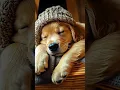 Download Lagu calming music for dogs🦮💖Dog music relaxation🐶🎵Separation anxiety relief music⭐