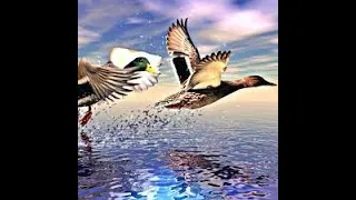 نغمة ليل صوت خلط دجاج وخضيري بو زله وبربش ومصو 