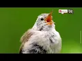 Download Lagu Bird Sounds Cikrak Eurasia
