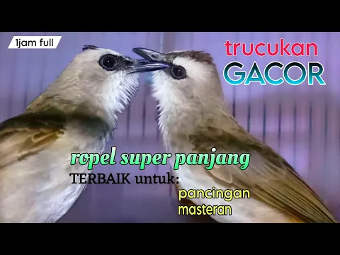 Download MP3 trucukan gacor ropel super nafas panjang TERBAIK untuk pancingan masteran trucuk setengah jadi