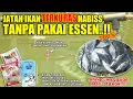 TERKURAS HABIS SEMUA JATAH IKAN !! RACIKAN 100% MURNI TANPA ESSEN PELET JITU KUKUS SPESIAL ❗❗