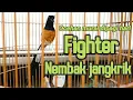 Download Lagu OCEHAN MURAI BATU DIPAGI HARI FIGHTER NEMBAK JANGKRIK