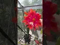 Download Lagu Telstar blooms for the first time! Wow, the colour and size! #greenhouses #epiphyllum #flowers
