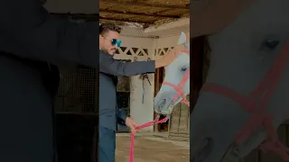 ولاد الأصول يثبتوا حضور باسم بلدهم عاليوتيوب عالاغنية احنآ الصعايدة مبنخافش البرنس رضا 