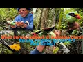 Download Lagu Mikat burung Predator Tercantik di Sumatera Utara!!Ekek Keling!! #jombapetualang 