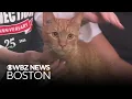 Kitten named Garfield among cats seeking new home from Massachusetts shelter