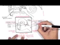 Anatomy - Ear Overview