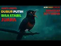 Download Lagu Murai Batu Dubur Putih: Benarkah Sulit Stabil? ini Fakta \u0026 Settingan Lengkap-nya !