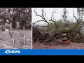 Napa Valley winery loses beloved 275-year-old tree to the California storm