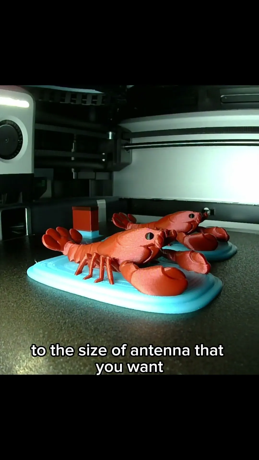 Lobster