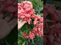 Download Lagu jual tanaman bunga nusa indah pink atau merah muda #bunganusaindahpink #bunganusaindah